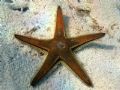 Astropecten bispinosus